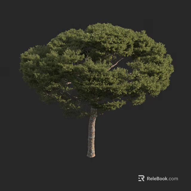 Tall Arbor With Lush Green Foliage And Textured Trunk In Dark Background 3d model 