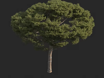 Tall Arbor With Lush Green Foliage And Textured Trunk In Dark Background 3d model