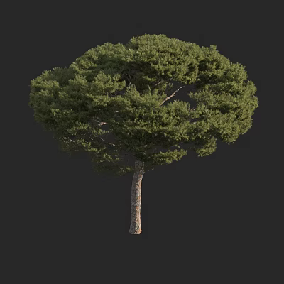 Tall Arbor With Lush Green Foliage And Textured Trunk In Dark Background 3d model