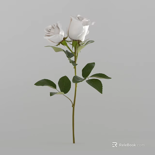 White Roses With Green Leaves And Stem Against Gray Background For Home Decoration 3d model 