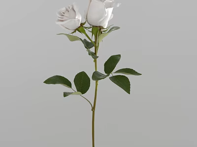 White Roses With Green Leaves And Stem Against Gray Background For Home Decoration 3d model