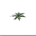 Lush Green Fern Plant With Feathery Leaves For Indoor Natural Decoration