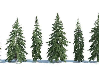 Evergreen Trees Aligned In A Row With Lush Green Foliage Isolated On White Background 3d model