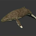 Brown And White Whale With Detailed Texture On Dark Reflective Background