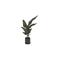 Large Green Leafy Tropical Plant in Black Cylindrical Vase for Indoor Decoration