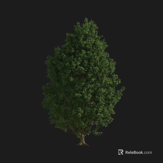 Lush Green Tree With Dense Foliage And Brown Trunk On Black Background 3d model
