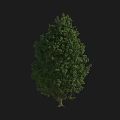 Lush Green Tree With Dense Foliage And Brown Trunk On Black Background 3d model