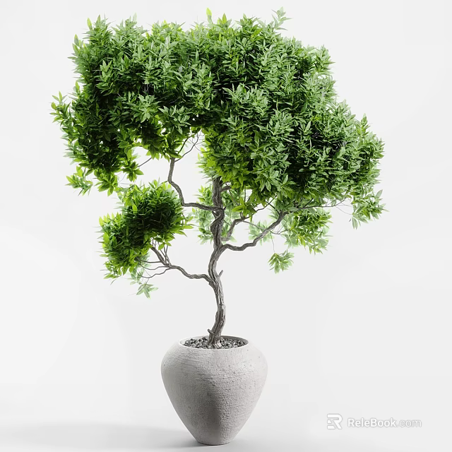 Elegant Potted Bonsai Tree With Lush Green Leaves Unique Twisted Branches And Ceramic Pot 3d model 