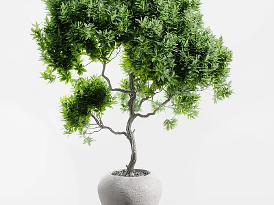 Elegant Potted Bonsai Tree With Lush Green Leaves Unique Twisted Branches And Ceramic Pot 3d model
