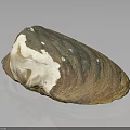 Natural Clam Shell With Brown White Color And Shiny Textured Surface On Black Background