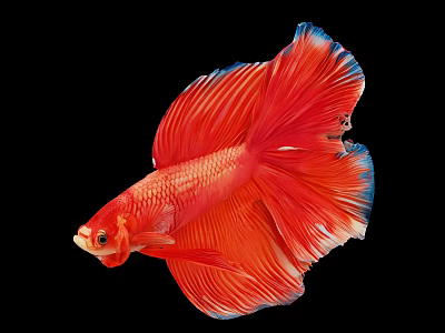 Vibrant Red Betta Fish With Blue Edged Flowing Tail And Fins On Black Background 3d model