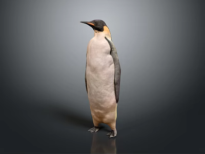Emperor Penguin Standing Isolated on Gray Background with Black and White Plumage 3d model