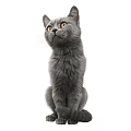 Cute Grey Kitten With Bright Yellow Eyes And Erect Ears On White Background