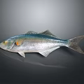 Shiny Silver Fish With Metallic Blue Glow And Streamlined Body Structure