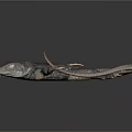 Dark Colored Lizard with Long Tail and Extended Limbs On Smooth Black Surface with Reflection