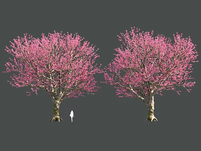 Tranquil Garden Landscape With Two Vibrant Pink Flowering Trees And Person 3d model