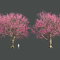 Tranquil Garden Landscape With Two Vibrant Pink Flowering Trees And Person