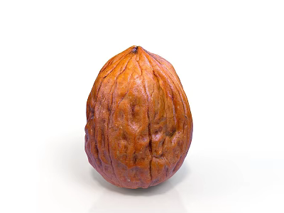 Single Natural Walnut With Brown Rough Textured Shell On White Background 3d model