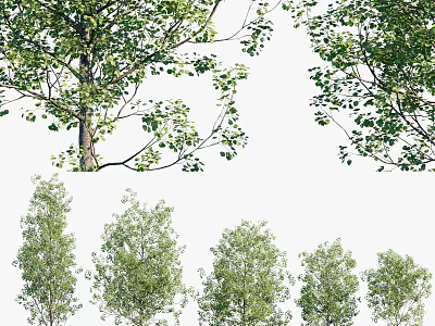Various Arbor Trees With Lush Green Foliage And Different Canopy Shapes 3d model