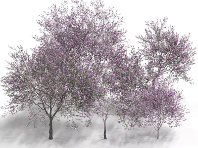 Purple Flowering Arbor Trees With Lush Blooms And Dense Branches In Garden 3d model