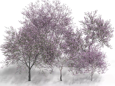 Almond Tree Peach Tree Peach Tree Landscape Tree Street Tree Flower Tree Fruit Tree 3d model