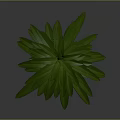 Green Leafy Plant with Lush Long Leaves in Black Pot against Gray Background