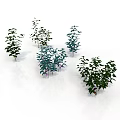Green Plants With Various Sizes Shapes And Lush Leaves On White Background