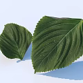 Green Leaves With Natural Texture And Vibrant Color On White Background