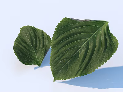 Green Leaves With Natural Texture And Vibrant Color On White Background 3d model