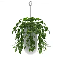 Lush Hanging Basket Plants With Trailing Green Vines And White Planter