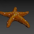 Orange Starfish With White Spots On Textured Surface And Gray Background