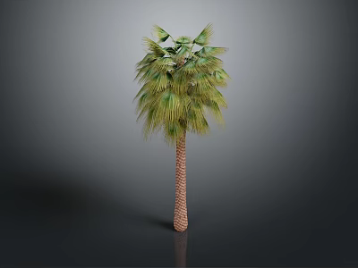 Tall Palm Tree With Green Leaves And Brown Trunk In Gray Background 3d model