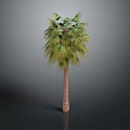 Tall Palm Tree With Green Leaves And Brown Trunk In Gray Background
