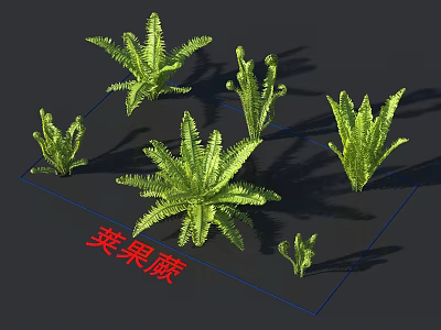 Ostrich Fern Plants Display With Green Fronds In Various Growth Stages 3d model