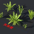 Ostrich Fern Plants Display With Green Fronds In Various Growth Stages