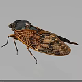 Detailed Red Brown Cicada With Transparent Veined Wings And Textured Body