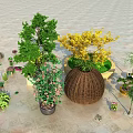 Colorful Bonsai and Potted Plants With Wicker Pots and Assorted Greenery