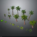 Various Sizes And Types Of Palm Trees With Small Green Plants Arrangement