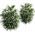 Indoor Green Bonsai Potted Plants With Lush Foliage For Home Decor