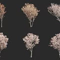 Six Arbor Trees Featuring Diverse Leaf Colors And Distinct Natural Shapes 3d model