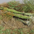Flowers and Plants Surrounding Green Moss Covered Stone with Dry Grass and Green Leaves