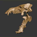 Golden Animal Skull Sculpture With Detailed Bone Structure And Shiny Metallic Finish