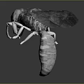 Detailed 3D Wasp Model With Black And Yellow Stripes And Transparent Wings