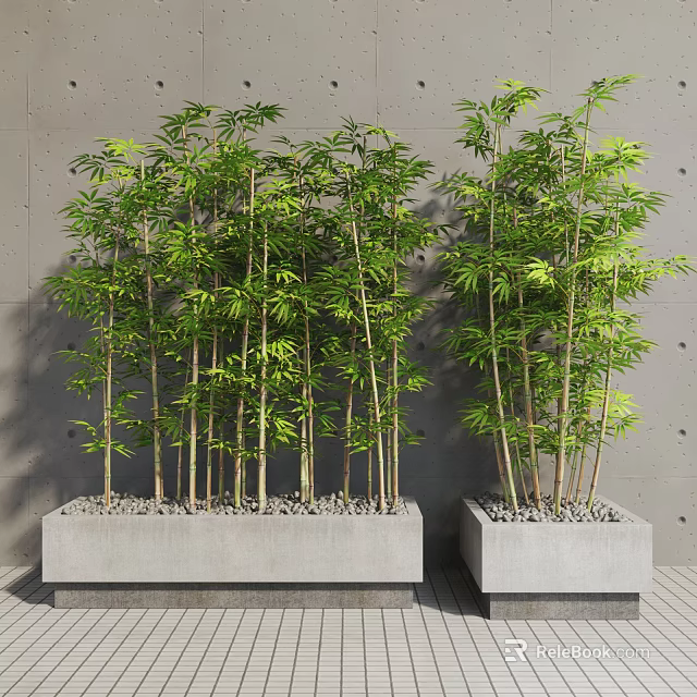 Lush Green Bamboo Plants in Concrete Planters Against Gray Wall Background 3d model 