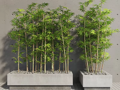 Lush Green Bamboo Plants in Concrete Planters Against Gray Wall Background 3d model