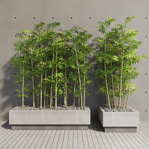 Modern bamboo outdoor bamboo potted plant 3d model