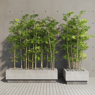 Modern bamboo outdoor bamboo potted plant 3d model