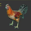 Vibrant Rooster With Red Comb Orange Body And Black Tail Feathers On Dark Background
