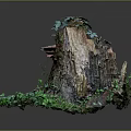 Green Plants Growing on Old Tree Stump with Moss and Small Mushrooms