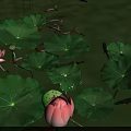 Blooming Pink Lotus Flowers With Green Leaves On Pond Water Surface